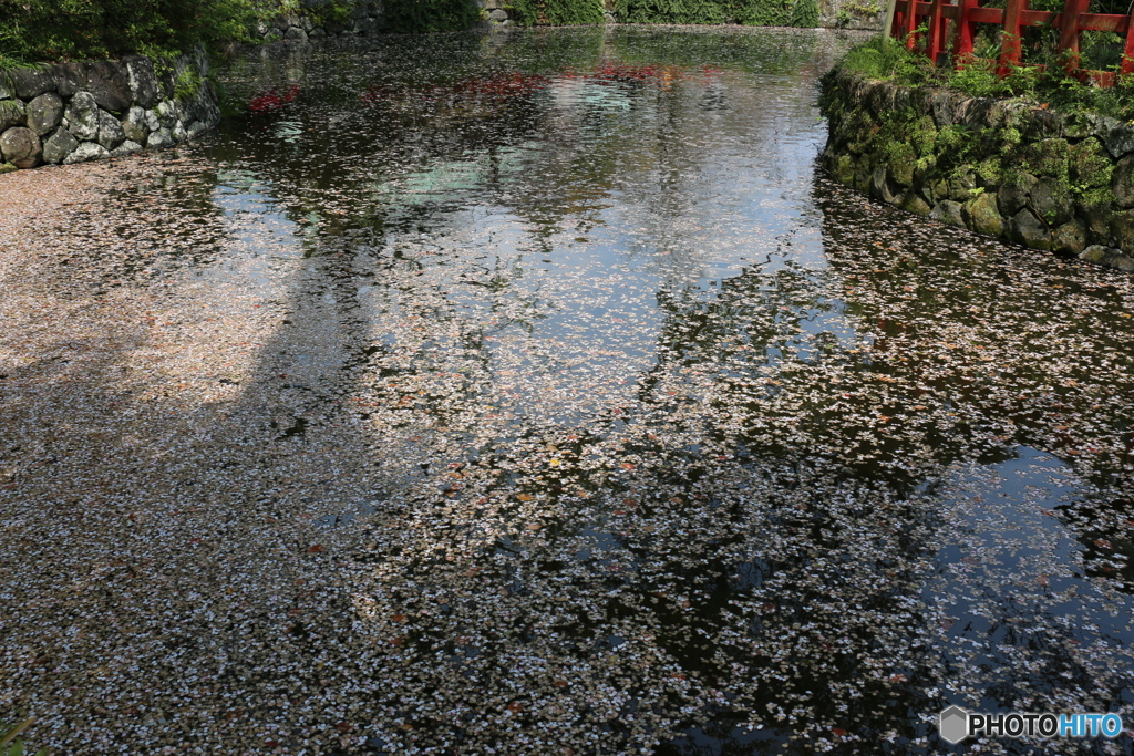 花筏 ➁