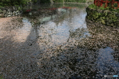 花筏 ➁