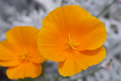 今日のお散歩の友は 200515-②