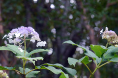 Voightländer Septon 50mmで田貫湖を撮る（近接編）-③