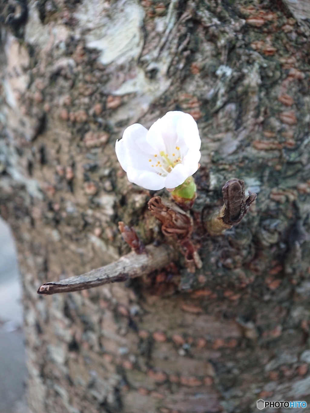 染井吉野が一輪開花しました。②