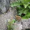 お花畑で雷鳥に出会う-⑧