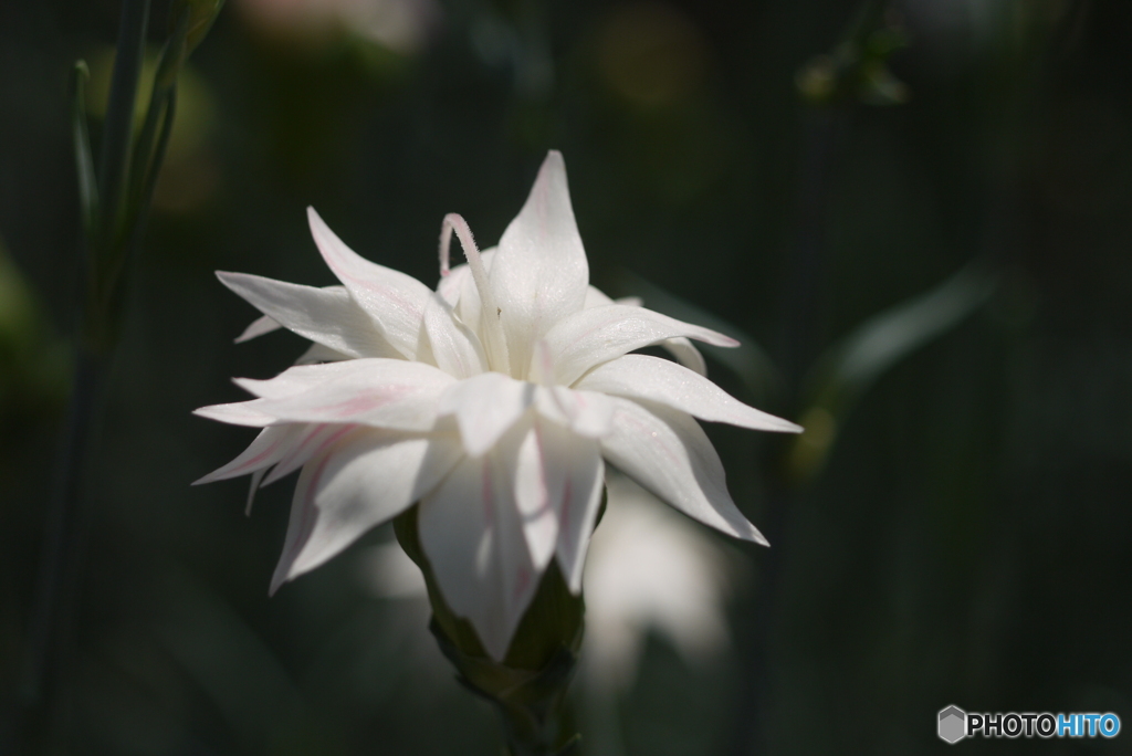 河津町カーネーション見本園にて⑦