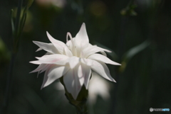 河津町カーネーション見本園にて⑦