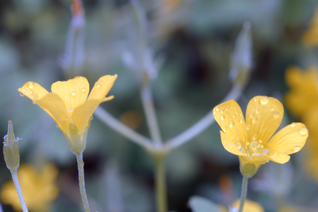 カタバミ野の花