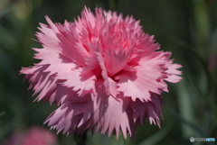 河津町カーネーション見本園にて⑨