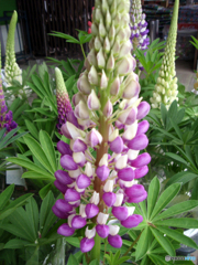 お花がいっぱい！ 200424-➁
