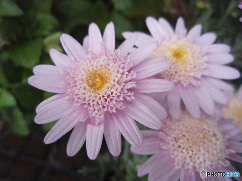 お花がいっぱい！ 200427-➄