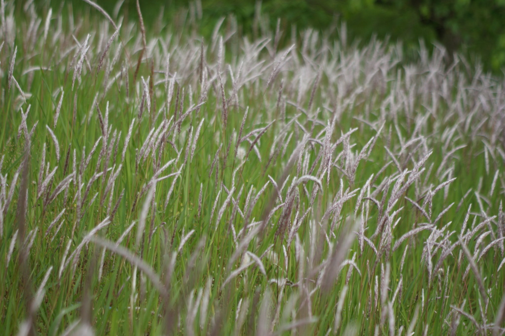 皐月に咲く野辺の花（チガヤ）