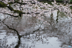 三嶋大社へ雨中の参拝　⑫
