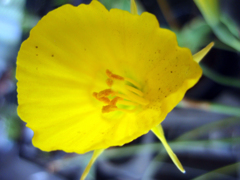 お花がいっぱい！ 200504-⑥