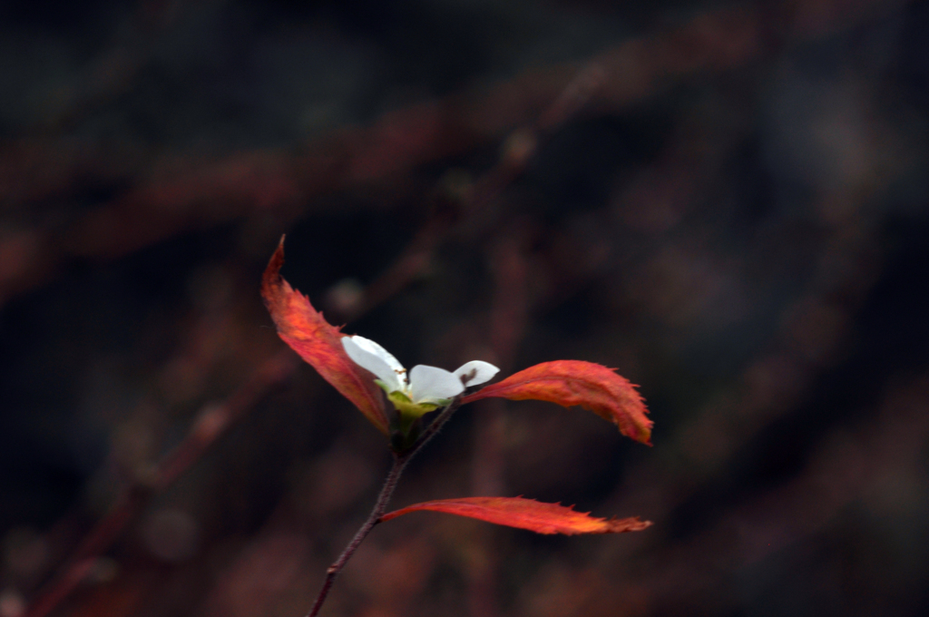 紅葉に雪の花一輪