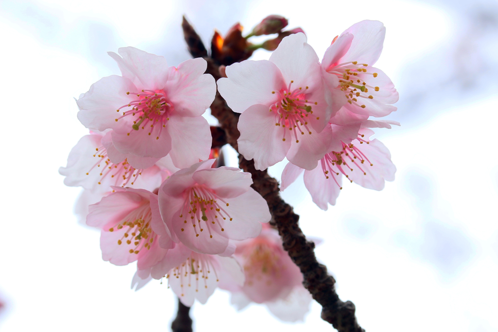 土肥桜 2019-➃