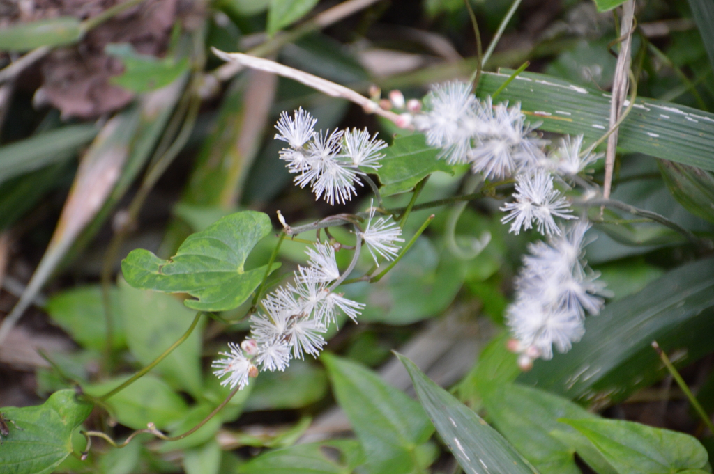 湖畔の秋の植物たち‐②