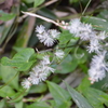 湖畔の秋の植物たち‐②