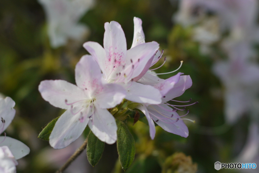 （惜別）Canon FD Lenz 85mm f＝1.8  2013-①