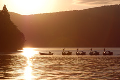 こがね色に輝く湖畔-➅