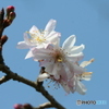 桜の里・十月桜 2007-①