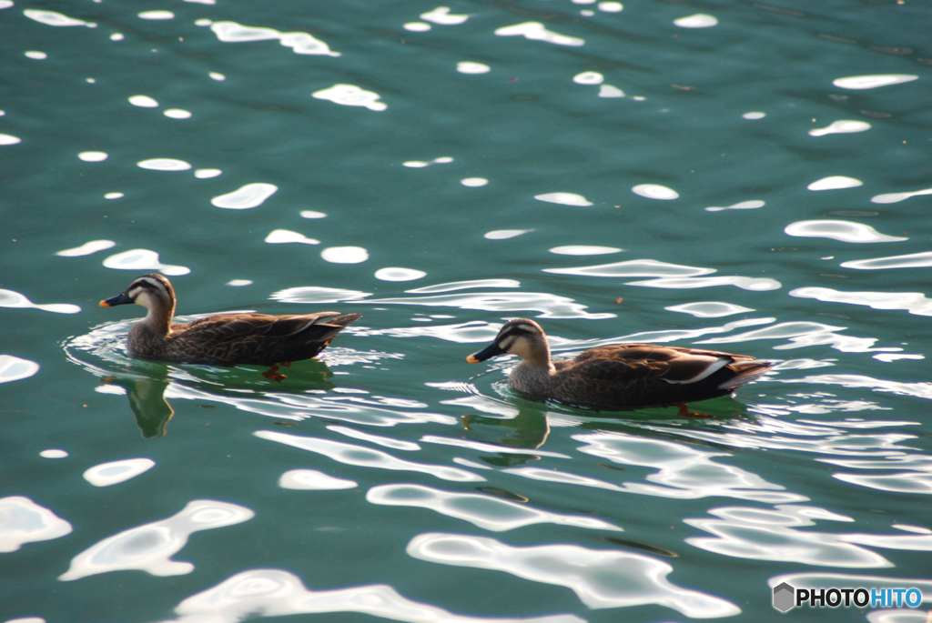 番（つがい）⑧