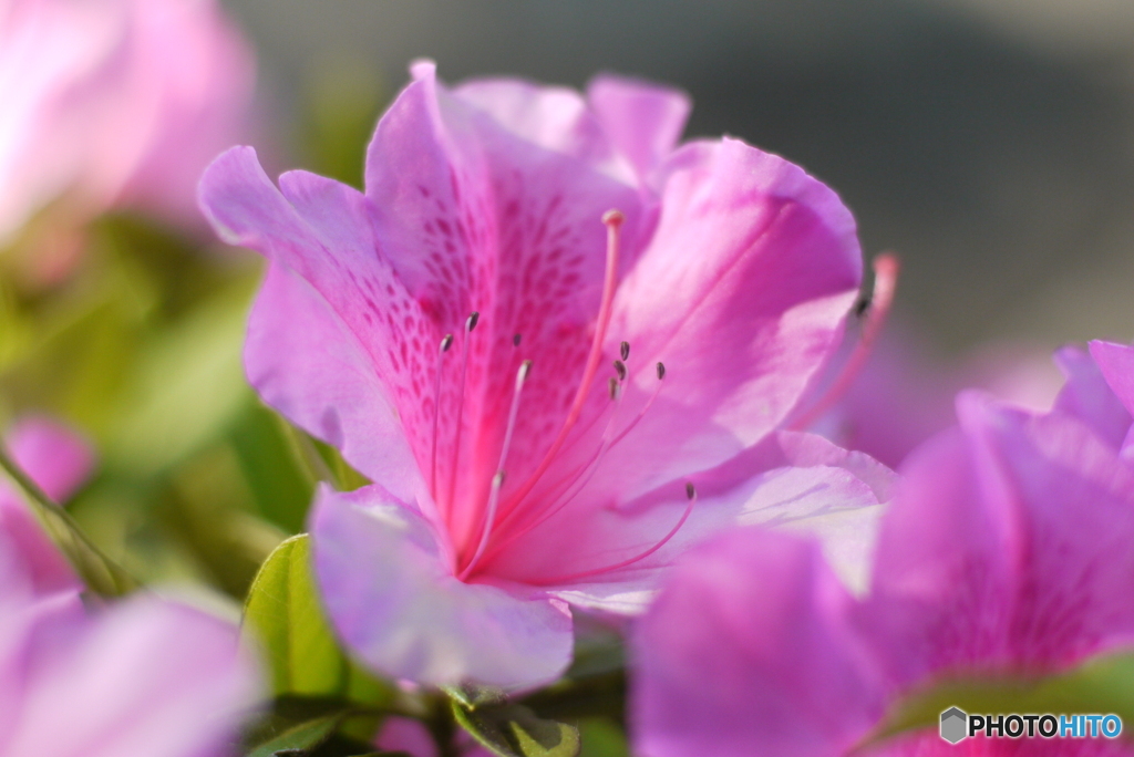 2013年5月の花の公園-①