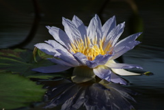 Water Lily ③