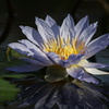 Water Lily ③