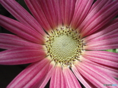 お花がいっぱい！ 200424-⑨