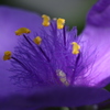 紫露草2020-④