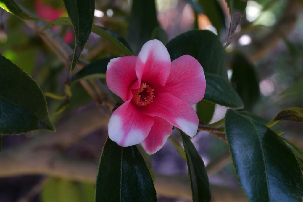 茶花二題・胡蝶侘助椿