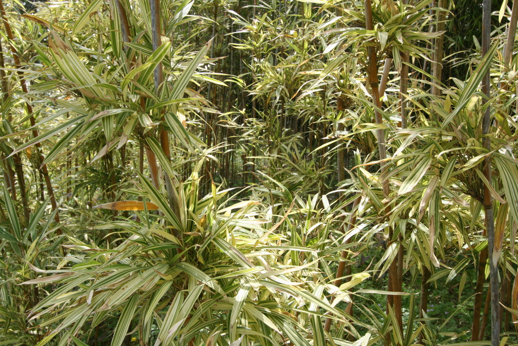 竹の里・富士竹類植物公園-⑥