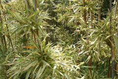 竹の里・富士竹類植物公園-⑥