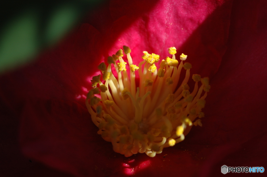 山茶花のぬくもり