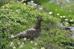 チングルマのお花畑を行く雷鳥②