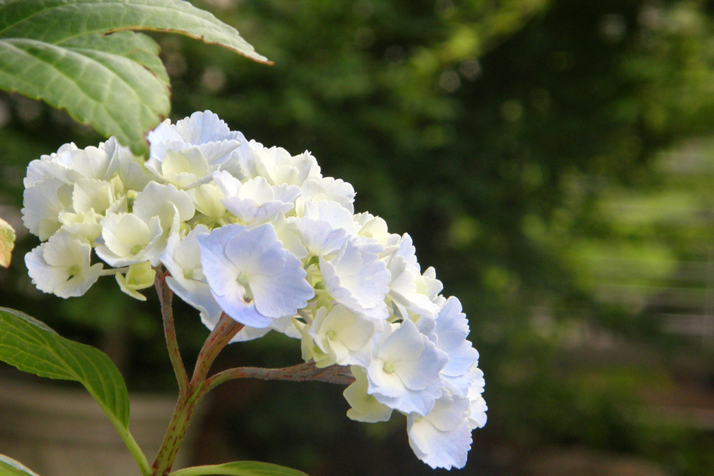 丹精込めた紫陽花が＾＾-➄