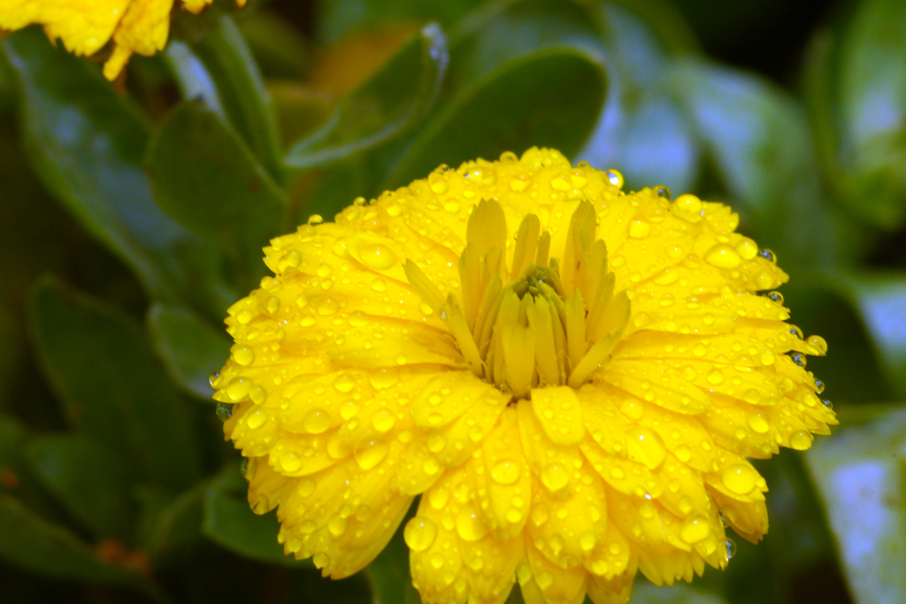 今日のお散歩の友は 200519-⑧