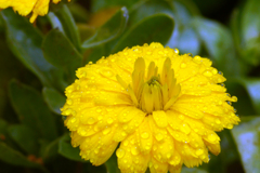 今日のお散歩の友は 200519-⑧