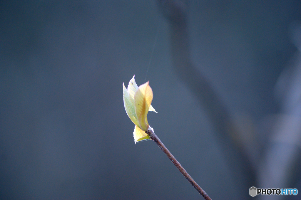 クロモジの芽吹き-➁