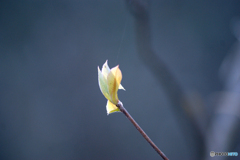 クロモジの芽吹き-➁