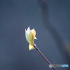 クロモジの芽吹き-➁
