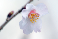 富士桜開花