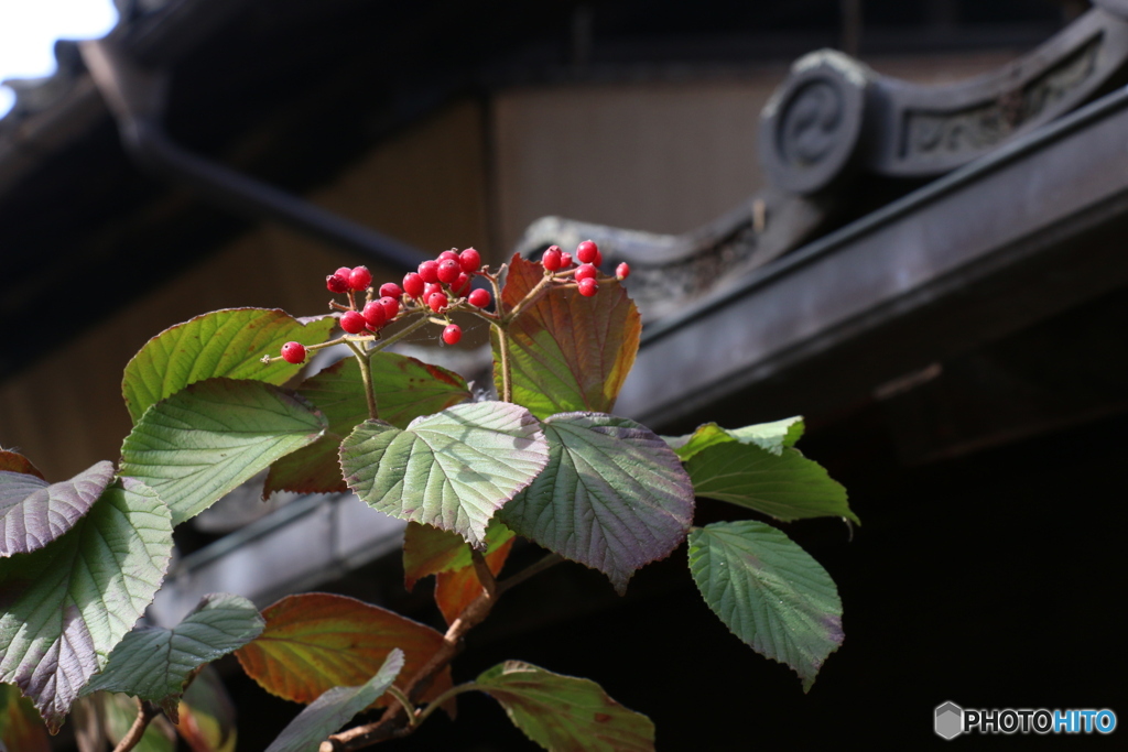 秋色・軒の紅葉と実-②