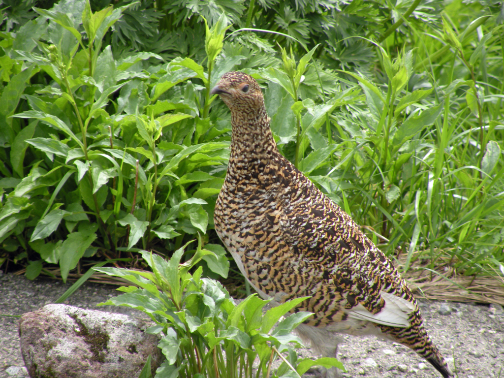 お花畑で雷鳥に出会う-➁