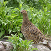 お花畑で雷鳥に出会う-➁