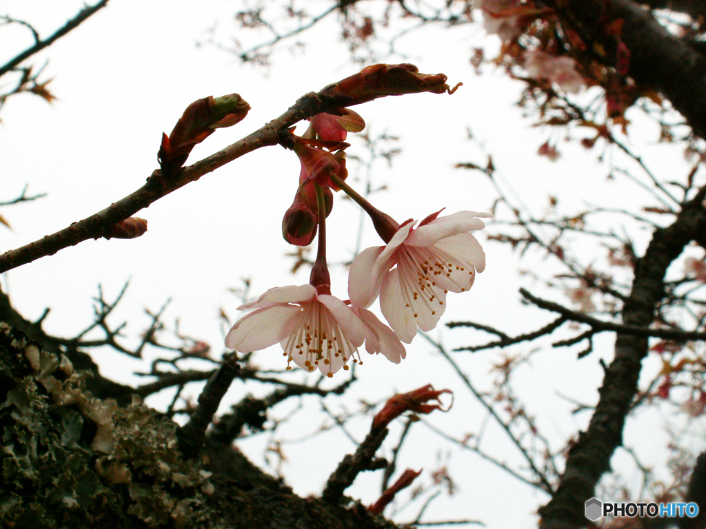 桜の里2020⑥