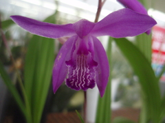 お花がいっぱい！ 200501-➆