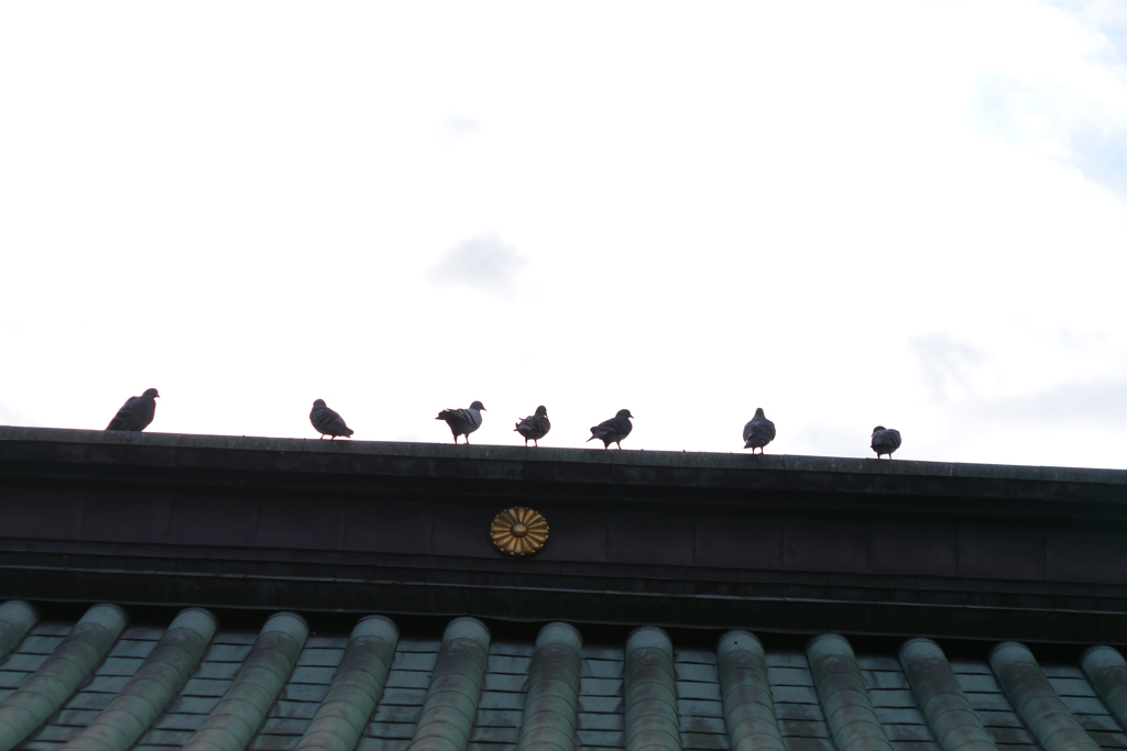 鳥インフルが怖いから・・・