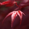 お庭でPHOTO・2012-⑦