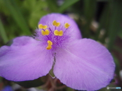 お花がいっぱい！ 200424-⑩