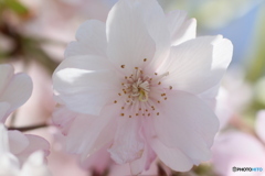 桜花を逆光で撮る ⑨