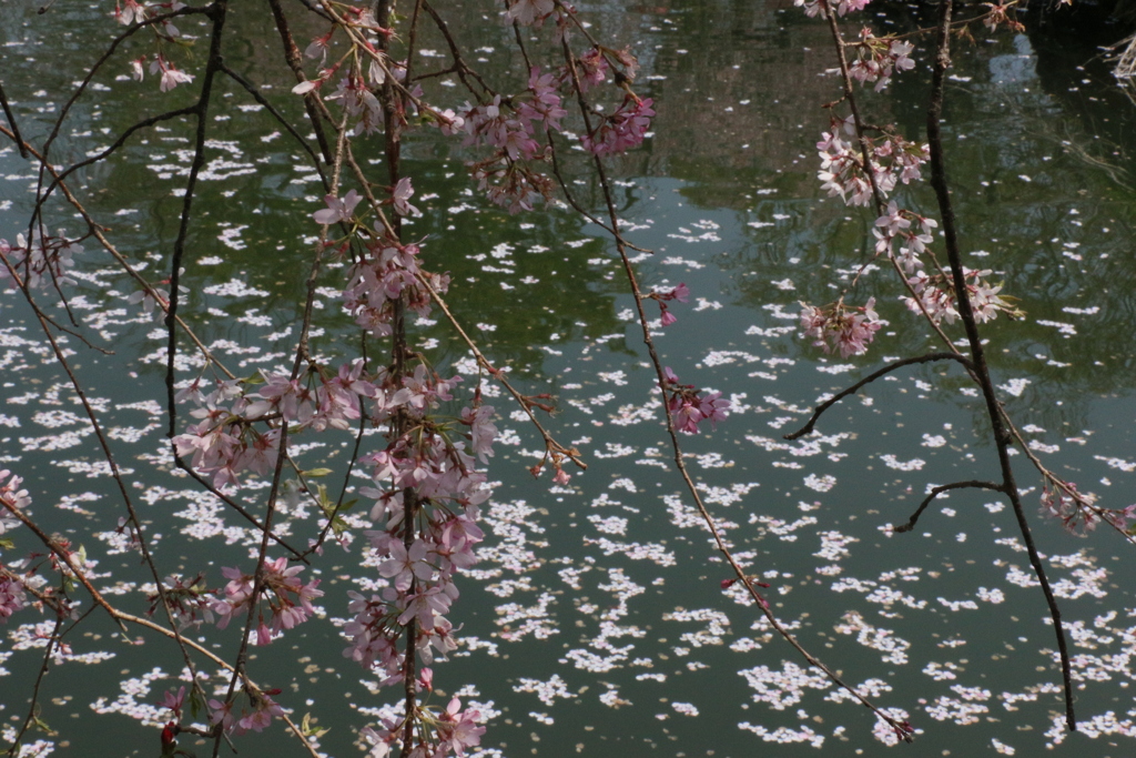 三嶋大社神泉の花筏